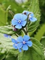 Overblijvende ossentong /Anchusa sempervirens,vanaf0,75 cent, Printemps, Enlèvement, Autres espèces, Mi-ombre