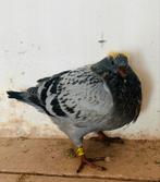 Zomerjong uit de kwekers, Animaux & Accessoires, Oiseaux | Pigeons, Mâle, Pigeon voyageur