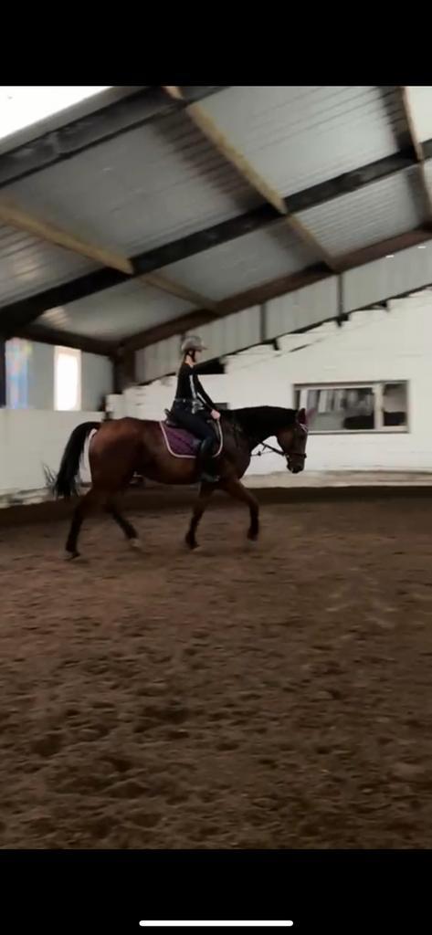 Bijrijder aangeboden, Dieren en Toebehoren, Paarden en Pony's | Verzorgingsproducten, Zo goed als nieuw, Ophalen