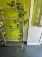 Plante Philodendron Pedatum, Huis en Inrichting, Ophalen
