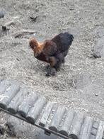 Zijdehoeder haan, Dieren en Toebehoren, Pluimvee