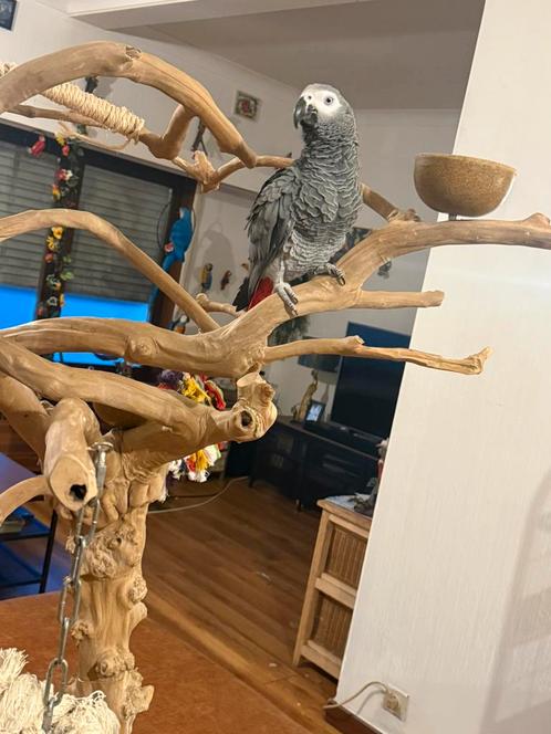 Grijze roodstaart papegaai, Dieren en Toebehoren, Vogels | Parkieten en Papegaaien, Papegaai, Mannelijk, Pratend, Tam, Geringd