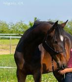 Merrie De Niro, Dieren en Toebehoren, Paarden, Merrie, Gechipt, Niet van toepassing, Dressuurpaard
