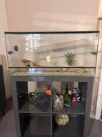 Terrarium 80x40, Animaux & Accessoires, Reptiles & Amphibiens | Accessoires, Enlèvement, Comme neuf