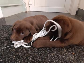 labrador pups te koop beschikbaar voor biedingen
