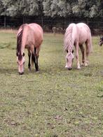 2 paarden en 2 ponnies, Merrie, 3 tot 6 jaar, B pony (1.17m tot 1.27m), Onbeleerd