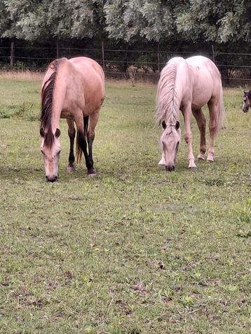 2 paarden en 2 ponnies, Poney B (1.17 m à 1.27 m), Poney de récréation, Non dressé, Jument