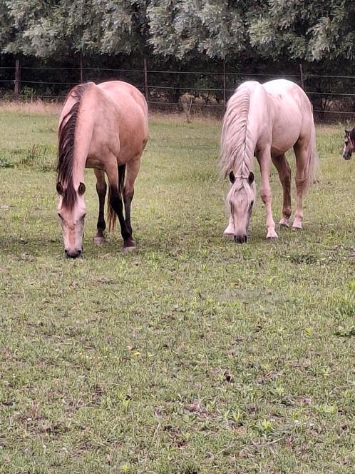 2 paarden en 2 ponnies, Dieren en Toebehoren, Pony's, Merrie, Onbeleerd, B pony (1.17m tot 1.27m), Recreatiepony, 3 tot 6 jaar