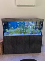 Aquarium avec discus 600L, Comme neuf, Enlèvement ou Envoi