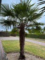 2 palmbomen in volle grond - stamhoogte 2,10m, Ophalen, Palmboom