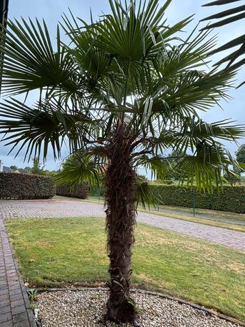 2 palmbomen in volle grond - stamhoogte 2,10m, Enlèvement, Palmier