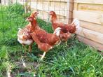 Kippen bruine Lohmann jonge hennen beschikbaar, Dieren en Toebehoren, Pluimvee, Vrouwelijk, Kip