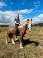 Super lieve kinderpony, Dieren en Toebehoren, Merrie, D pony (1.37m tot 1.48m), Recreatiepony, 3 tot 6 jaar