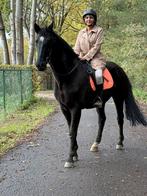 Brave 12j merrie met parcourservaring, Dieren en Toebehoren, Paarden, Merrie