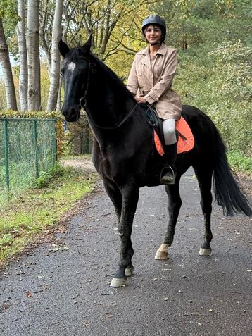 Brave 12j merrie met parcourservaring beschikbaar voor biedingen