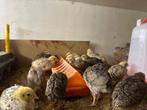 Kwartels, Dieren en Toebehoren, Meerdere dieren, Overige soorten