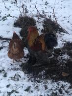 Beau cocq et poule pondeuse, Antiek en Kunst, Antiek | Brons en Koper, Ophalen