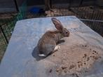 2 rasechte vlaamse reusjes, Dieren en Toebehoren
