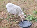 Witte Ouessant ooi, 3 jaar