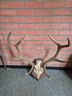 Skull met gewei Wapiti hert., Ophalen