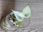 Alocasia Maharani Variegata, Huis en Inrichting, Kamerplanten, Overige soorten, In pot, Minder dan 100 cm, Bloeiende kamerplant