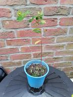 Petit plant de millepertuis (Hypericum), Jardin & Terrasse, Plantes | Jardin, Enlèvement, Plante fixe, Mi-ombre, Été