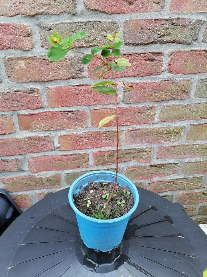 Petit plant de millepertuis (Hypericum), Tuin en Terras, Planten | Tuinplanten, Vaste plant, Bodembedekkers, Halfschaduw, Zomer