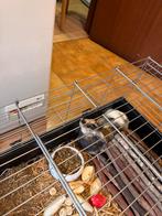 Dwergkonijnen, April, Meerdere dieren, Overige typen, Tam