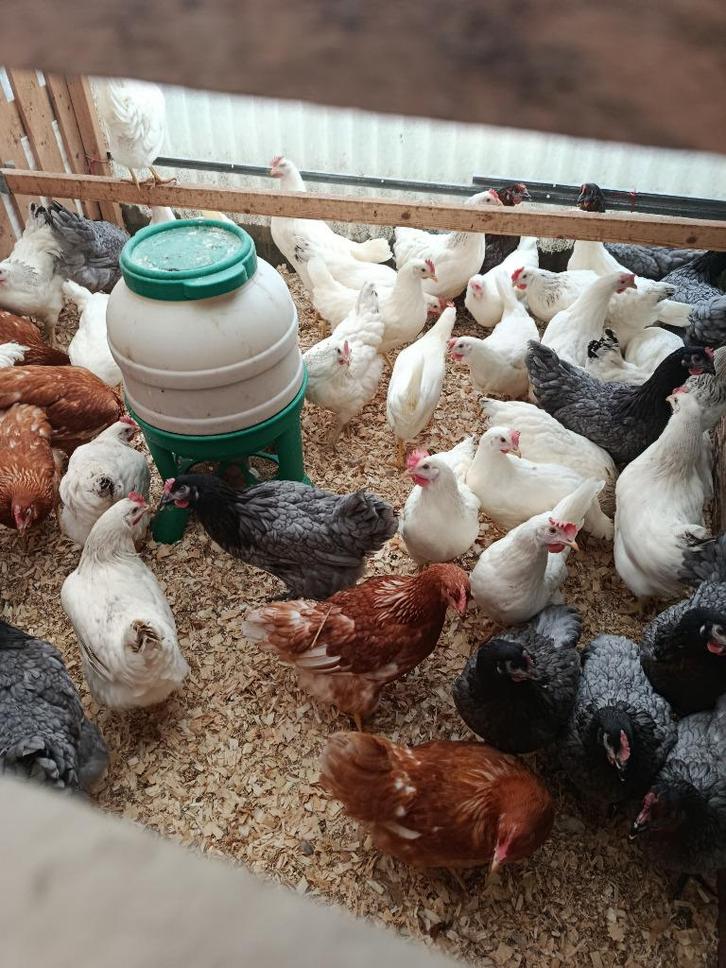 legkippen in 7 kleuren direct eitjes vanaf 8,5 euro !!!!!!, Dieren en Toebehoren, Pluimvee, Kip, Vrouwelijk