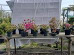 Bonsai, azalea japonica, Tuin en Terras, In pot, Minder dan 100 cm, Halfschaduw, Lente
