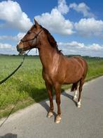 ruin te koop, Dieren en Toebehoren, Paarden, Gechipt, Ruin, Dressuurpaard, Zadelmak