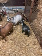 Prachtig blauw/zwart schimmel dekbokje, Mannelijk, Geit, 0 tot 2 jaar