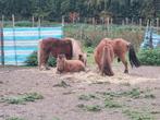 Mini shetland merries (drachtig) en hengst, Plusieurs animaux, Débourré