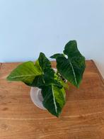 Syngonium Wendlanii Scrambled Eggs Variegata, Huis en Inrichting, Kamerplanten, Ophalen of Verzenden