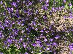 campanula/klokjesbloem, Ophalen, Bodembedekkers, Volle zon, Vaste plant