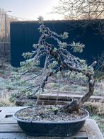 Bonsai pinus yamadori, Tuin en Terras, Ophalen