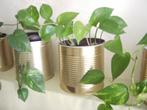 Luchtzuiverende planten philodendron, Ombre partielle, En pot, Plante verte, Enlèvement