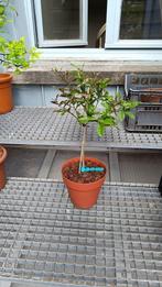 Citrus Yuzumelo - Onderstam C4475, Ophalen, In pot, Citroenboom