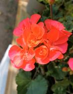 Geranium / pelargonium, Tuin en Terras, Planten | Tuinplanten, Ophalen, Zomer, Halfschaduw