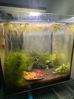 Sakura red garnalen, Dieren en Toebehoren