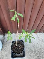 Vlinderstruik stek, Volle zon, Vaste plant, Zomer, Ophalen