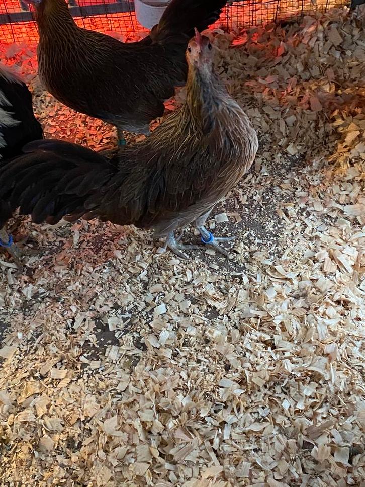 Onagadori, Animaux & Accessoires, Volatiles, Poule ou poulet, Plusieurs animaux