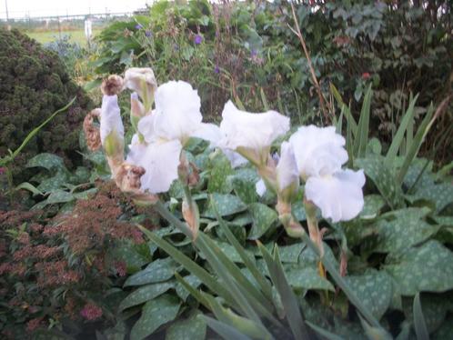 Baard irissen en andere. Heb er vandaag weer andere opgepot, Tuin en Terras, Planten | Tuinplanten, Vaste plant, Overige soorten