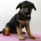 Duitse Herder - Prachtige Belgische pups te koop, België, Handelaar, CDV (hondenziekte), 8 tot 15 weken