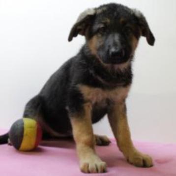 Duitse Herder - Prachtige Belgische pups te koop beschikbaar voor biedingen