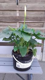 Aronskelk, Tuin en Terras, Ophalen