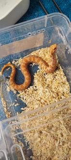 Haakneusslans albino anaconda, Dieren en Toebehoren