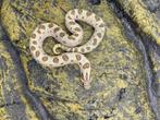 Westelijke haakneusslang, 10 maand, soort: Arctic Conda, Serpent, 0 à 2 ans