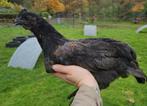 Ayam cemani x ameraucana hanen