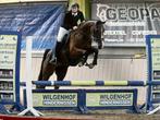 Leuke springpony, Dieren en Toebehoren, Merrie, Gechipt, Springpony, 3 tot 6 jaar
